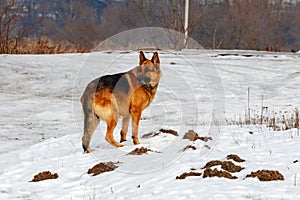 German shepherd is standing on a snow covered field