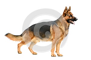 German Shepherd Standing on the White Background. Service or Working Male Dog Isolated on White Background.