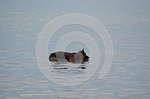 German shepherd stands in the water.