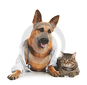 German shepherd with stethoscope dressed as veterinarian doc and cat