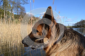 German shepherd  with stick