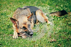 German Shepherd Stick Chewing Outdoor