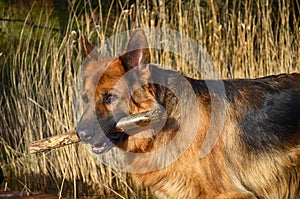 German shepherd  with stick photo