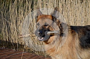 German shepherd  with stick photo