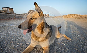 German Shepherd Street Dog