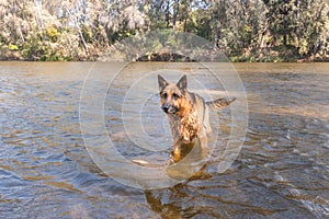 German Shepherd swimming  in a brown river, Robertson