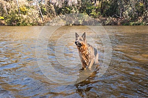 German Shepherd swimming  in a brown river, Robertson