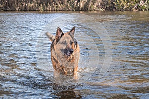 German Shepherd swimming  in a brown river, Robertson