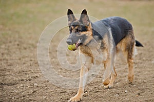 German Shepherd with tennis ball.