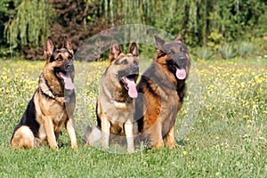 German Shepherd