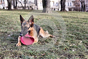 German Shepherd with a toy