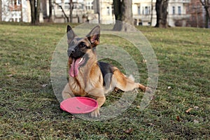 German Shepherd with a toy on the grass