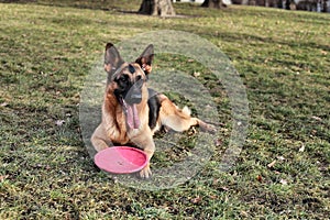 German Shepherd with a toy on the grass