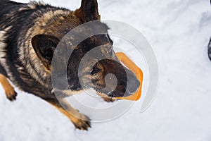 German shepherd with a toy in its mouth playing in the snow