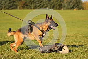 German Shepherd training