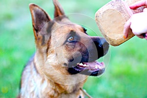 German shepherd training aport in playing ground