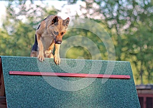 German shepherd training aport in playing ground