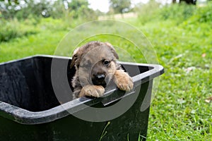 German Shepherd type a dog puppy in black box