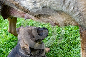 German Shepherd type a dog puppy sucking milk from mother