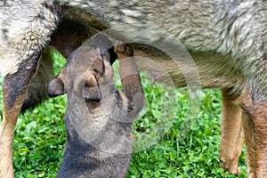 German Shepherd type a dog puppy sucking milk from mother