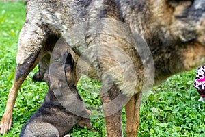 German Shepherd type a dog puppy sucking milk from mother