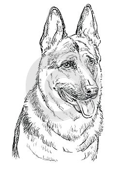 German Shepherd vector hand drawing portrait