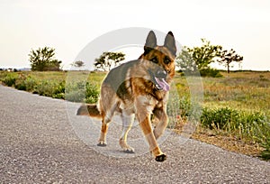 German Shepherd on a walk in the park walks by command and serves