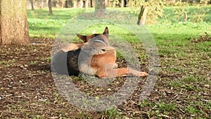 German shepherd walking in the nature at the park