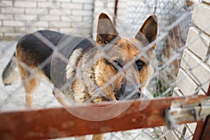 German Shepherd watch attentively out of the cage