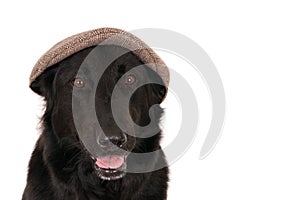 German Shepherd wearing a capp. photo