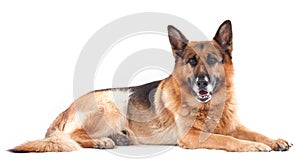 German shepherd on a white