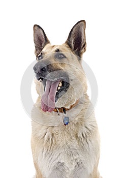 German Shepherd on White