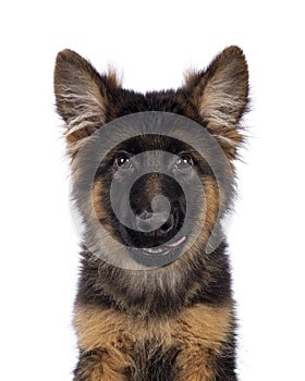 German Shepherd on white background