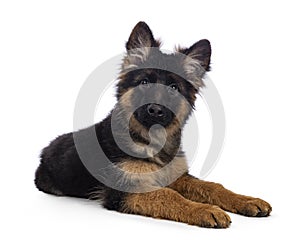 German Shepherd on white background