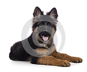 German Shepherd on white background