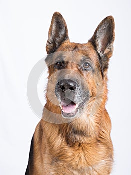 German shepherd