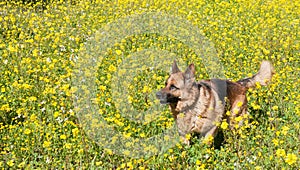 German shepherd Wolfdog running in the field