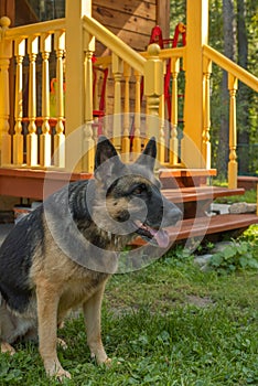 German shepherd in the yard of a house with a porch