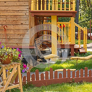 German shepherd in the yard of a house with a porch