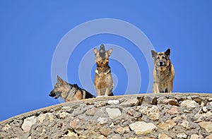 German shepherds