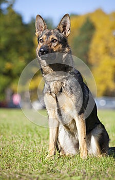 German Shepherds