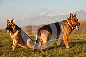 German shepherds on the field