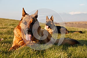 German shepherds on the grass