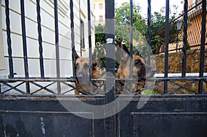 German shepherds guarding property photo