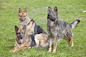 German Shepherds