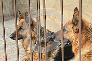 German Shepherds
