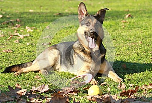 German sheppard