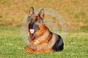 German sheppard