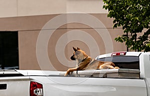 German Sheppard in the back of a truck on a tool box