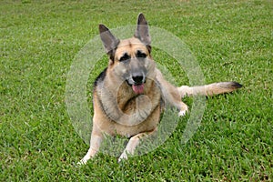 German sheppard laying in the grass